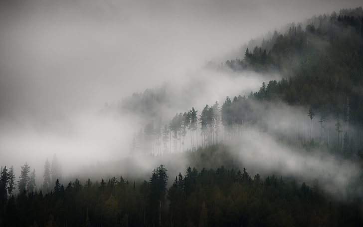 mist, photography, mountains, forest, far view, landscape, nature, HD wallpaper