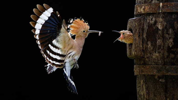 brown, white, and black bird, nature, animals, birds, hoopoes, HD wallpaper