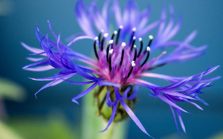 macro shot of blue and purple flower, nature, plant, close-up, HD wallpaper