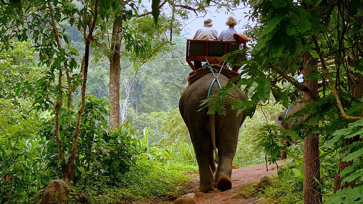 gray elephant, driver, jungle, trees, nature, asia, animal, thailand