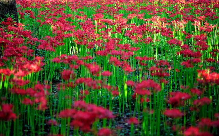 Red Spider Lily Field, Nature, Flowers, Japan, Outdoors, Blossom, HD wallpaper