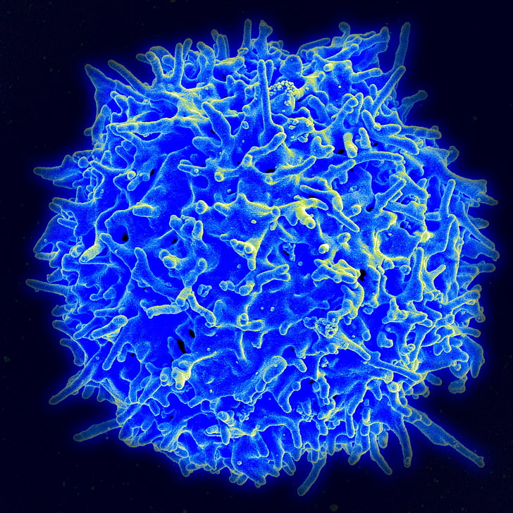 blue virus illustration, t-lymphocyte, cells, thymus, james p  allison