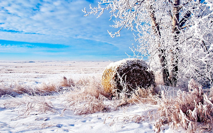 snow covered tree, hay, bale, winter, hoarfrost, field, nature, HD wallpaper
