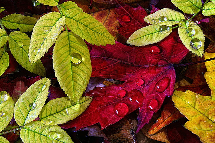 leaves, water drops, HD wallpaper