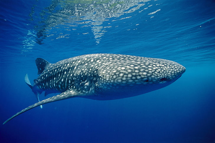 black and gray whale shark, background, blue, tiger, underwater