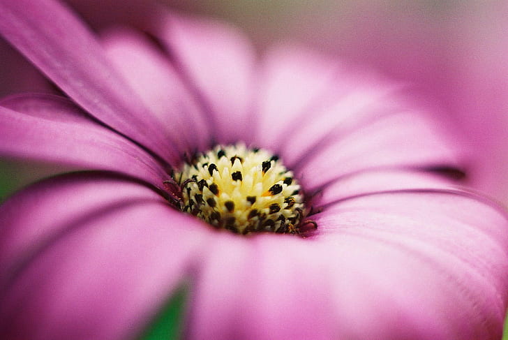micro photography of pink petaled flower, flower  flower, floral
