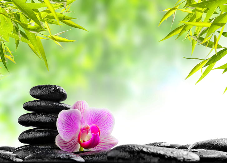 Religious, Zen, Orchid, Stone