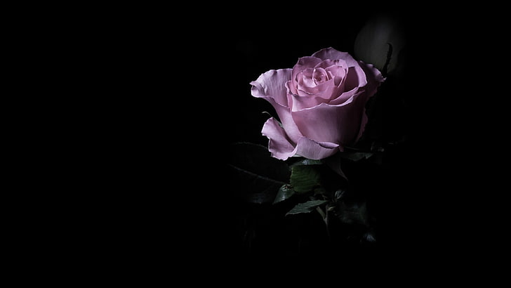 Light and Dark Pink Roses