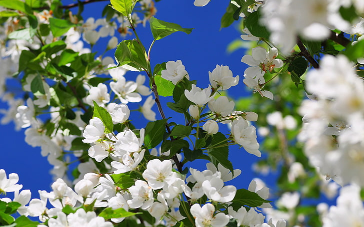 white flowers, spring, branch, tree, nature, springtime, plant, HD wallpaper