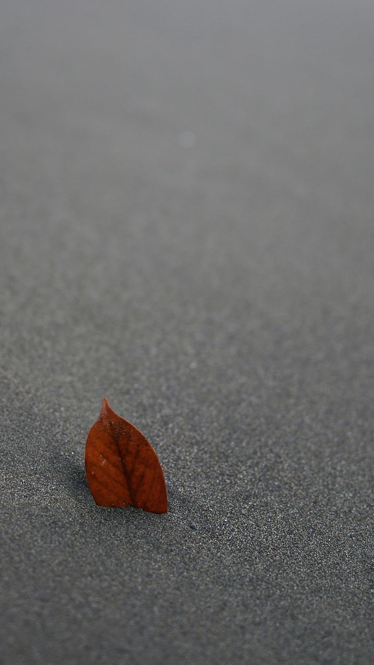 leaves, sand, pivot, leaf, plant part, autumn, change, close-up, HD wallpaper