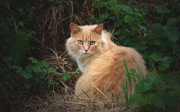 Fluffy cat in the grass, HD wallpaper