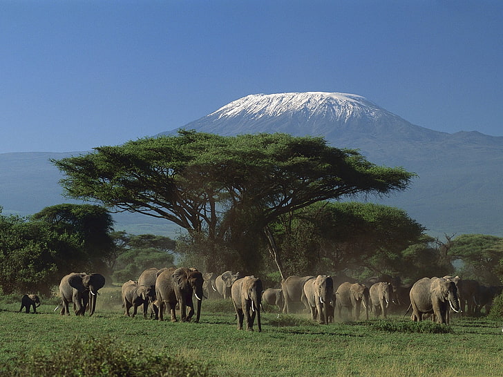 animals, elephant, mountains, Kenya, trees, animal themes, mammal, HD wallpaper
