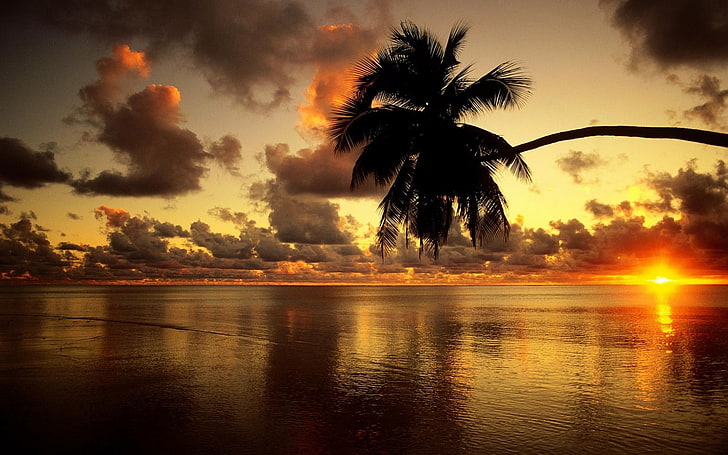 silhouette of coconut tree leaning on body of water during sunset