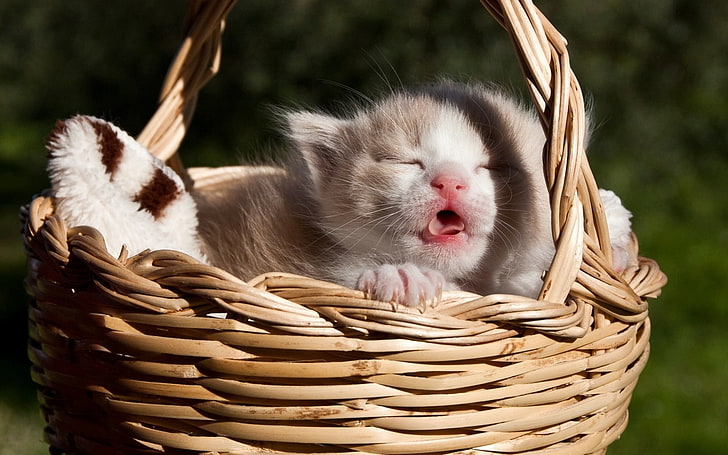 long-haired brown kitten, basket, meow, baby, animal, pets, cute, HD wallpaper