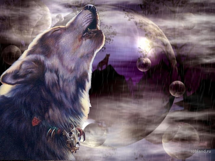 wolf animal WOLF wolve HD, animals