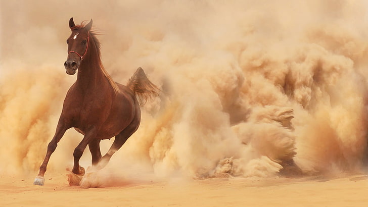 brown horse running desert, sand, animals, domestic animals, mammal
