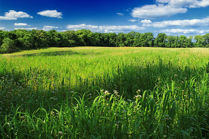 green grass fields during daytime, Columbia, Wildlife Management Area, HD wallpaper