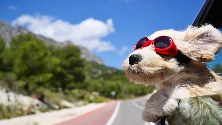 white puppy with red sunglasses, dog, animals, face, wind, car