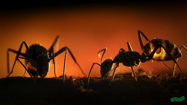 ants, insect, hymenoptera, HD wallpaper