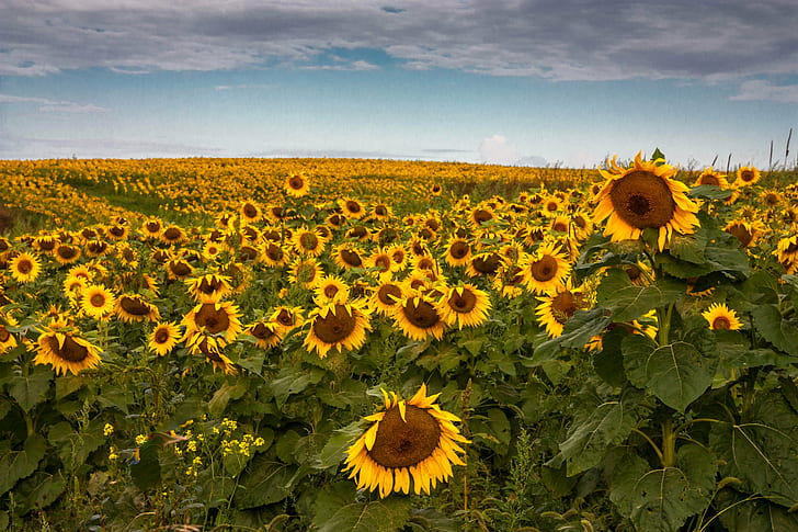 field of Sun Flowers panoramic photography, Sunshine, Ridgeway  Wisconsin, HD wallpaper