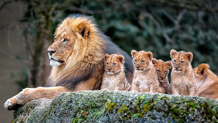 HD wallpaper: Amazing lions, lie, Lion cubs, father, lion family | Wallpaper  Flare