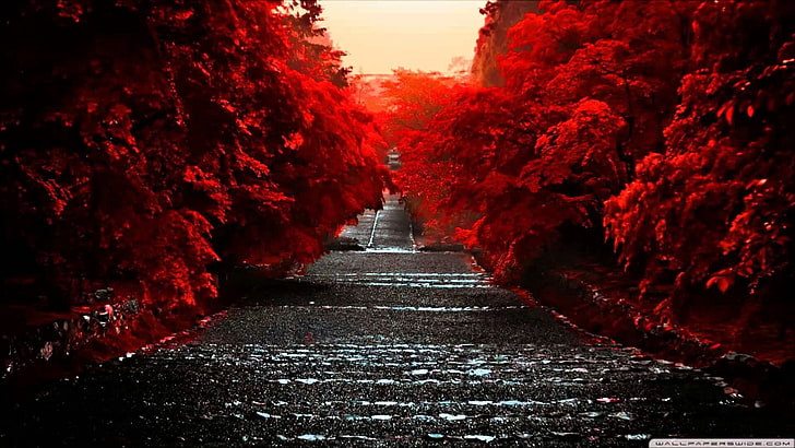 path, red, direction, the way forward, no people, autumn, nature, HD wallpaper