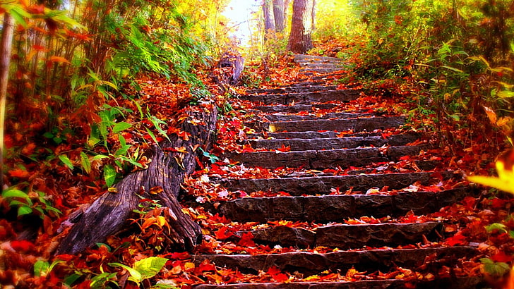 red leaves, stairs, autumn, forest, nature, leaf, fall, deciduous, HD wallpaper