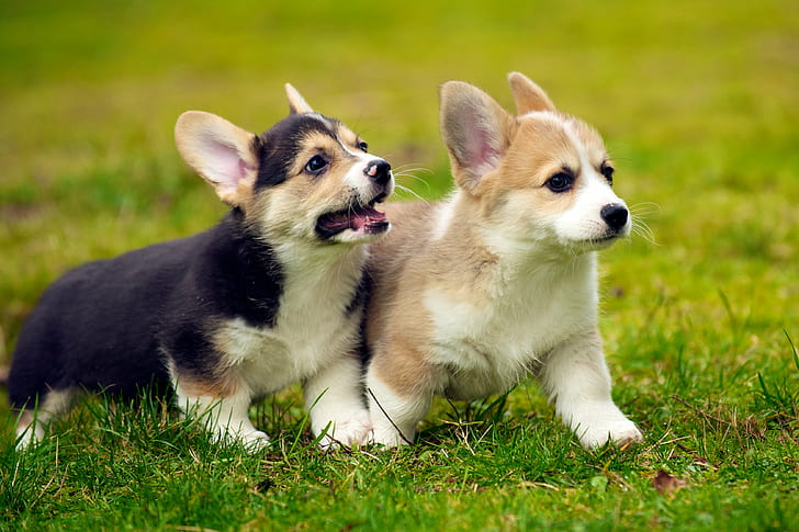 two Corgi puppies running on grass field, puppies, Pembroke Welsh Corgi, HD wallpaper