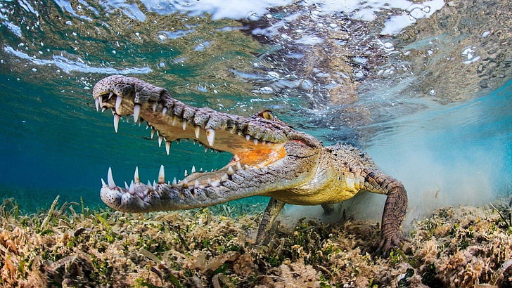 gray alligator, nature, animals, muzzles, fangs, underwater, reptiles