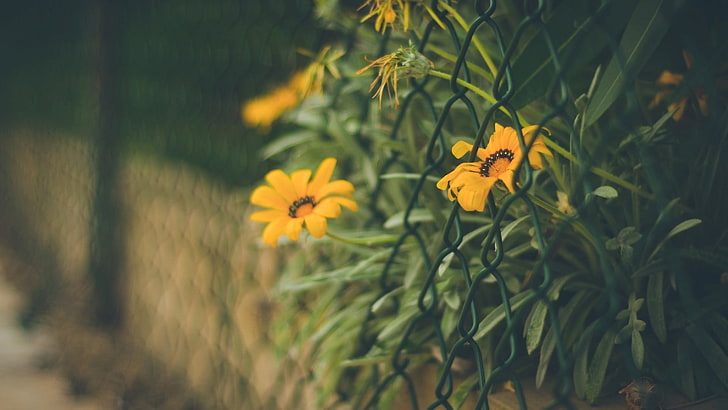 yellow and red petaled flower, depth of field, flowers, fence