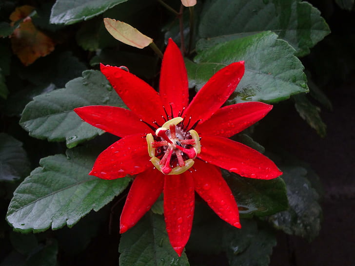 Hermosa flor roja, rosio, fondo-verde, HD wallpaper