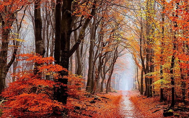 nature, landscape, fall, forest, leaves, mist, path, trees