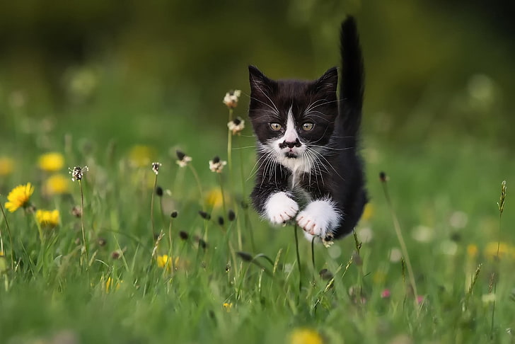 animals, cat, jumping, grass, running, plant, flowering plant