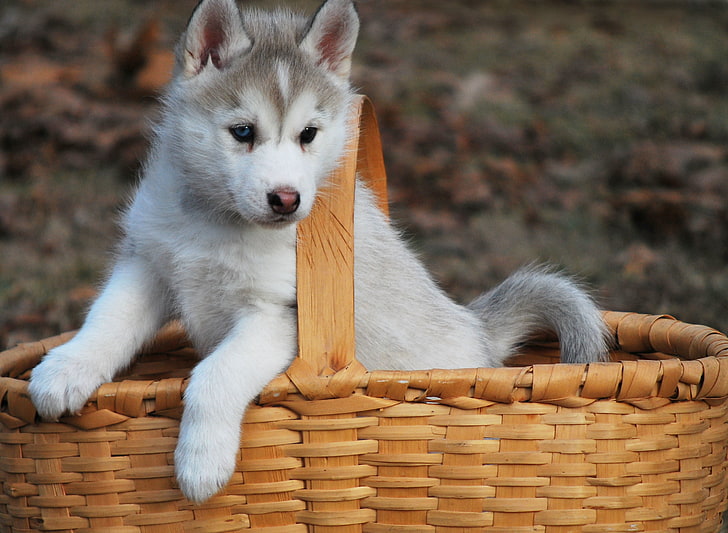 sable Siberian husky puppy, basket, dog, mammal, one animal, animal themes, HD wallpaper