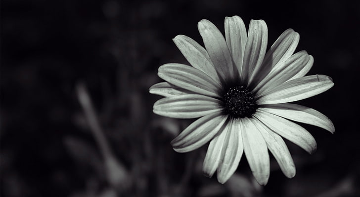 Hd Wallpaper Flowers White Daisy Black And Flowering Plant Flare - Black And White Flower Wallpaper 4k