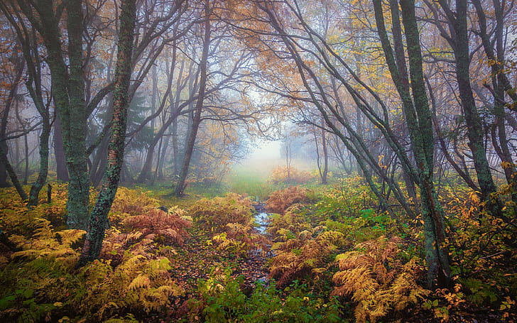 Forest Magical Colors In Autumn Trondheim Norway Landscape Nature 4k Ultra Hd Desktop Wallpapers For Computers Laptop Tablet And Mobile Phones 3840×2400