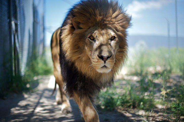 look, Lion, nature, step, wild, mane, king of beasts, HD wallpaper