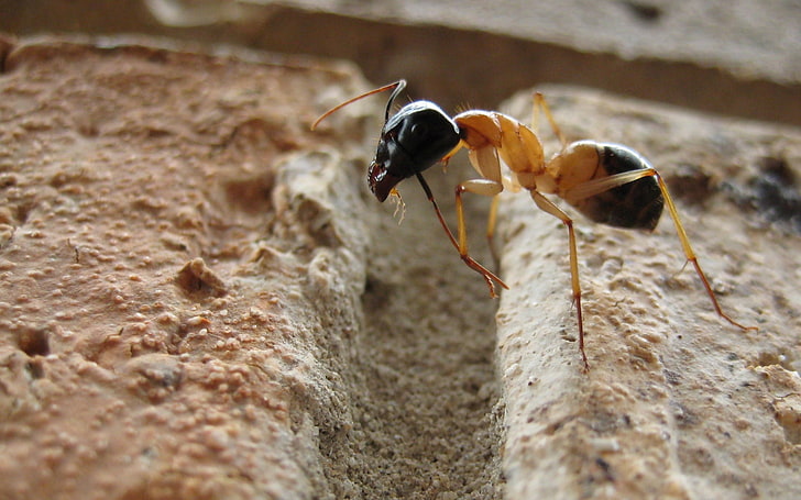 brown and black ant, ants, macro, insect, rock, Camponotus, animals, HD wallpaper