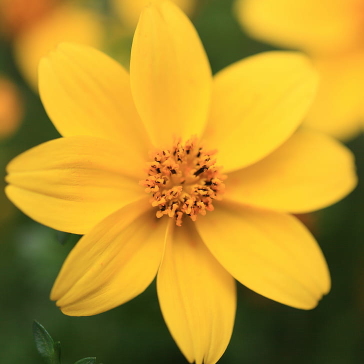 yellow flower in tilt shift lens photography, 花, はな, 5D  Mark II, HD wallpaper