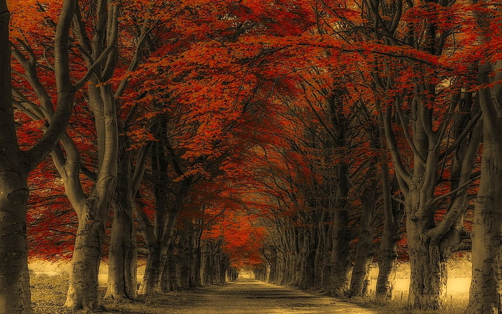 red leafed trees, nature, landscape, road, fall, leaves, plant