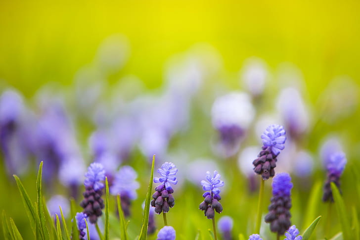 selective focus photography of purple petaled flower, green, purples, HD wallpaper