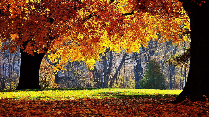 orange leafed trees, orange leaves trees, fall, nature, autumn, HD wallpaper