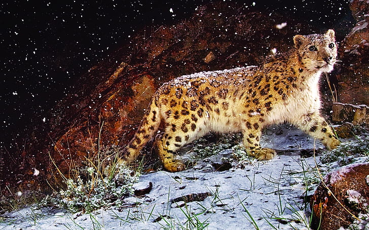 Astonished Snow Leopard, HD wallpaper