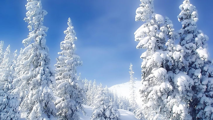 fir, snowcovered, snowy, scenery, luminescence, cloud, mountain range, HD wallpaper