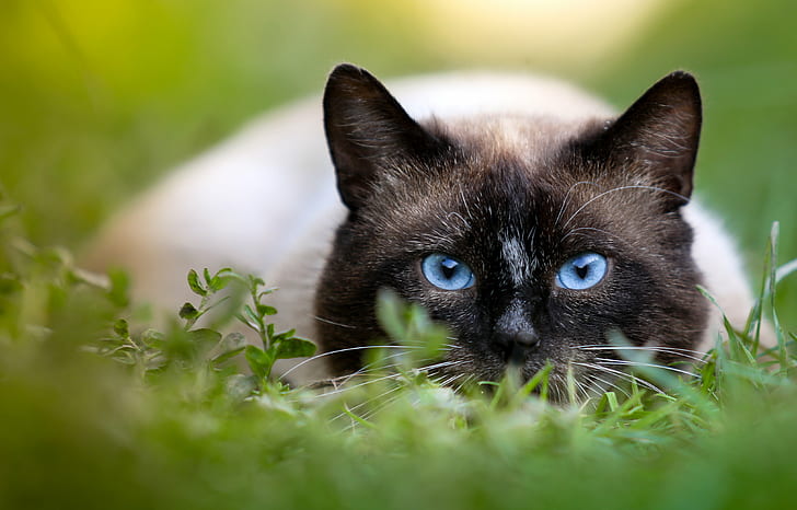 tilt-shift photography of himalayan cat, Blue eyes, pet, portrait