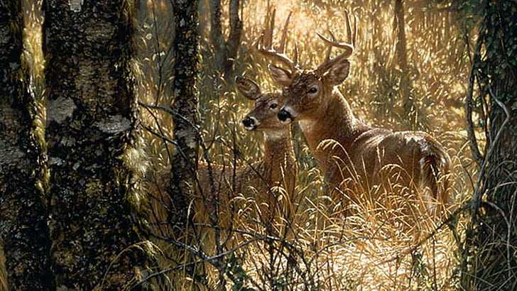 2 Deers In A Forest, whitetail deer, fawn, nature, wildlife, animals