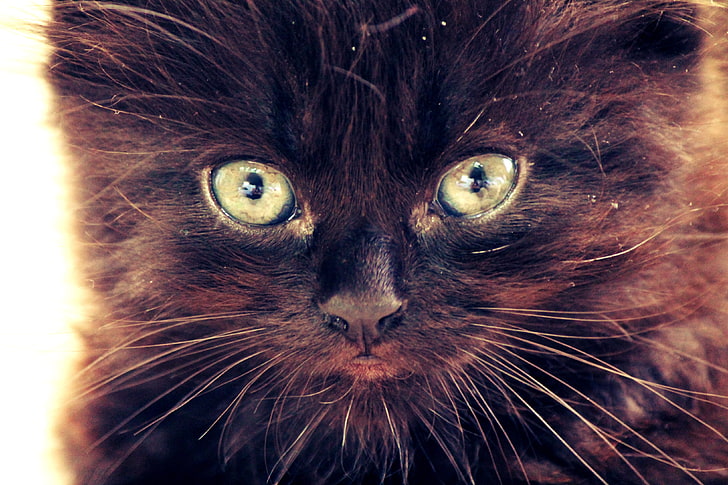 brown cat, black cats, Taka, closeup, green eyes, domestic Cat, HD wallpaper