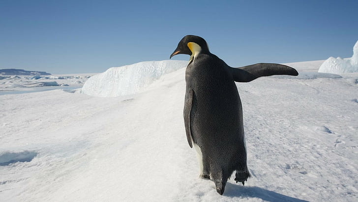 penguins, animals, snow, birds