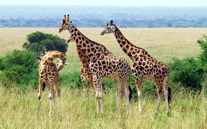 Animal Giraffe African Mammals Eats Wattles Gestation Period Northern Giraffe 15 Months Weight 800 Kg Speed 60 Km H Maximum Sprint Height Male 5   6 M, HD wallpaper