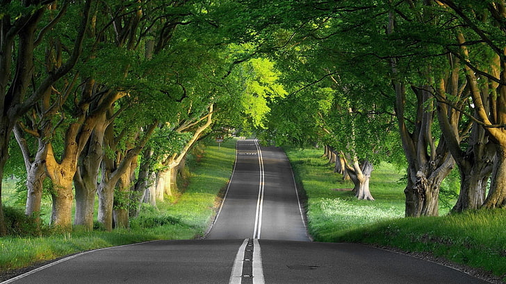 green leafed tree, forest, street, road, plant, direction, transportation, HD wallpaper